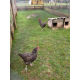 6 Exhibition Quality Selection Box of Pure Breed Bantam Hatching Eggs from A&J Poultry
