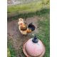 6 Exhibition Quality Selection Box of Pure Breed Bantam Hatching Eggs from A&J Poultry