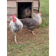 6 Exhibition Quality Selection Box of Pure Breed Bantam Hatching Eggs from A&J Poultry