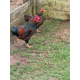 6 Exhibition Quality Selection Box of Pure Breed Bantam Hatching Eggs from A&J Poultry