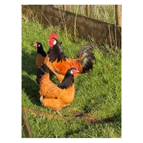 6 Exhibition Quality Selection Box of large Fowl Pure Breed Hatching Eggs from A&J Poultry