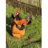 6 Exhibition Quality Selection Box of large Fowl Pure Breed Hatching Eggs from A&J Poultry