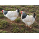 6 Exhibition Quality Selection Box of large Fowl Pure Breed Hatching Eggs from A&J Poultry