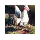 6 Exhibition Quality Selection Box of large Fowl Pure Breed Hatching Eggs from A&J Poultry