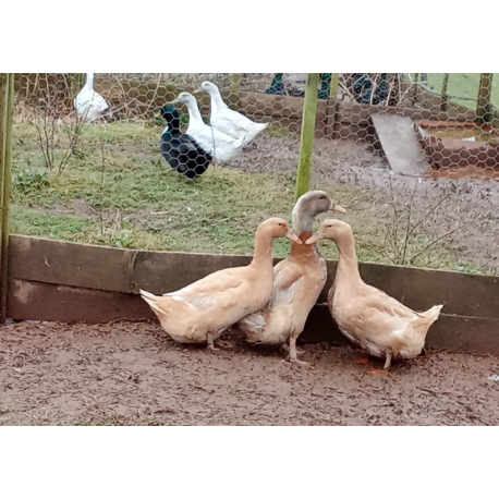 6 Exhibition Quality Selection Box of Pure Breed Duck Hatching EggsA&J Poultry
