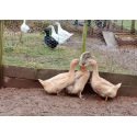 6 Exhibition Quality Selection Box of Pure Breed Duck Hatching EggsA&J Poultry