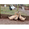 6 Exhibition Quality Selection Box of Pure Breed Duck Hatching EggsA&J Poultry