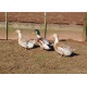 6 Exhibition Quality Selection Box of Pure Breed Duck Hatching EggsA&J Poultry