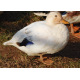 6 Exhibition Quality Selection Box of Pure Breed Duck Hatching EggsA&J Poultry
