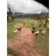 6 Mixed Colour Oxford Old English Game Large Fowl Hatching Eggs from A&J Poultry