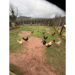 6 Mixed Colour Oxford Old English Game Large Fowl Hatching Eggs from A&J Poultry