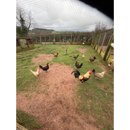6 Mixed Colour Oxford Old English Game Large Fowl Hatching Eggs from A&J Poultry