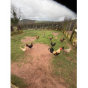 6 Mixed Colour Oxford Old English Game Large Fowl Hatching Eggs from A&J Poultry