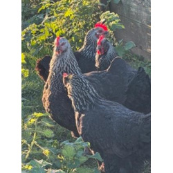 6 Exhibition Quality silver Black Marans LF Hatching Eggs from A&J Poultry