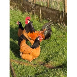 6 Exhibition Quality Large fowl Vorwerk Hatching Eggs From A&J Poultry