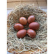 6 Exhibition Quality French Wheaton Maran Hatching Eggs from A&J Poultry 