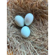 Lavender Araucana Hatching Eggs