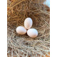 6 Black Red Oxford Old English Game Bantam Hatching Eggs A&J Poultry