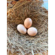 Light Sussex Hatching Eggs