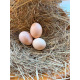Ixworth Hatching Eggs