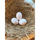 White Leghorn Hatching Eggs
