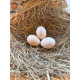 Ginger Partridge Oxford Old English Game Bantam Hatching Eggs