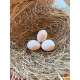 Lemon Millefleur Sablepoot Bantam Hatching Eggs