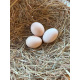 Gold Laced Wyandotte Bantam Hatching Eggs