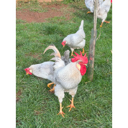 6 Exhibition Quality Lavender Leghorn Hatching Eggs from A&J Poultry 