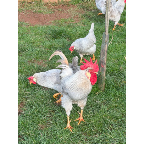 6 Exhibition Quality Lavender Leghorn Hatching Eggs from A&J Poultry 