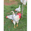 6 Exhibition Quality Lavender Leghorn Hatching Eggs from A&J Poultry 