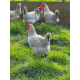 6 Exhibition Quality Lavender Leghorn Hatching Eggs from A&J Poultry 