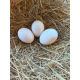 Lavender Leghorn Hatching Eggs