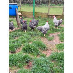 6 Barred Plymouth Rock LF Hatching Eggs from A&J Poultry