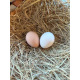 6 Exhibition Quality Ayam Cemani LF Hatching Eggs from A&J Poultry