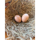 Buff Sussex Hatching Eggs