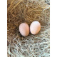 Golden Partridge Brahma Hatching Eggs