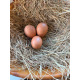Welsummer Bantam Hatching Eggs