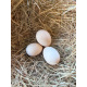 Millefleur Barbu d'uccle Hatching Eggs