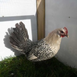 Silver Pencilled Fayoumi P O L Pullet LF 024