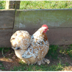 Millefleur Pekin Bantam Hatching Eggs