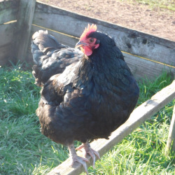6 Exhibition Quality Large fowl Black Australorp Hatching Eggs From A&J Poultry
