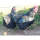 6 Exhibition Quality Large fowl Black Australorp Hatching Eggs From A&J Poultry