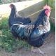 6 Exhibition Quality Large fowl Black Australorp Hatching Eggs From A&J Poultry