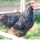 6 Exhibition Quality Large fowl Black Australorp Hatching Eggs From A&J Poultry