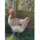 6 Exhibition Quality French Wheaton Maran Hatching Eggs from A&J Poultry 