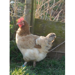 6 Exhibition Quality French Wheaton Maran Hatching Eggs from A&J Poultry 