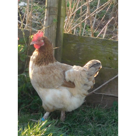 6 Exhibition Quality French Wheaton Maran Hatching Eggs from A&J Poultry 