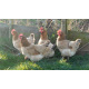6 Exhibition Quality French Wheaton Maran Hatching Eggs from A&J Poultry 