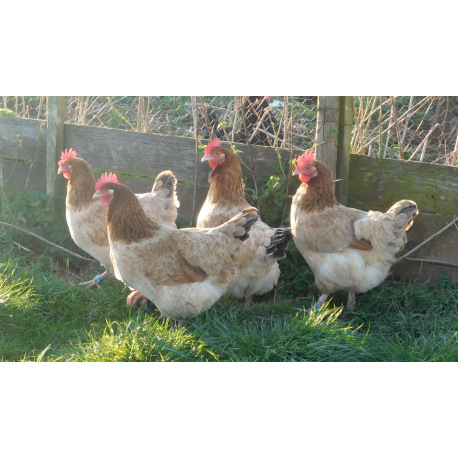 6 Exhibition Quality French Wheaton Maran Hatching Eggs from A&J Poultry 